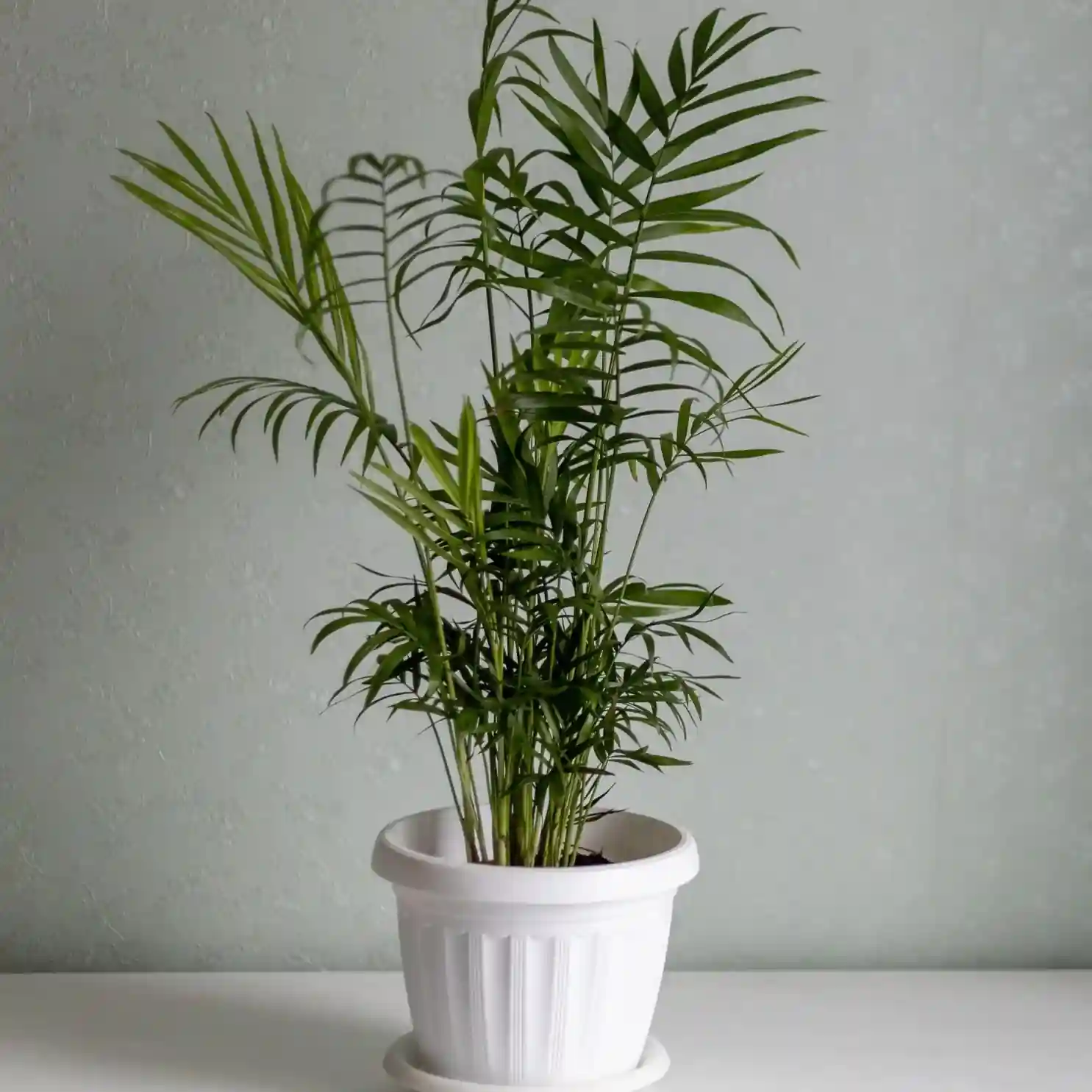 Sympothia Palm